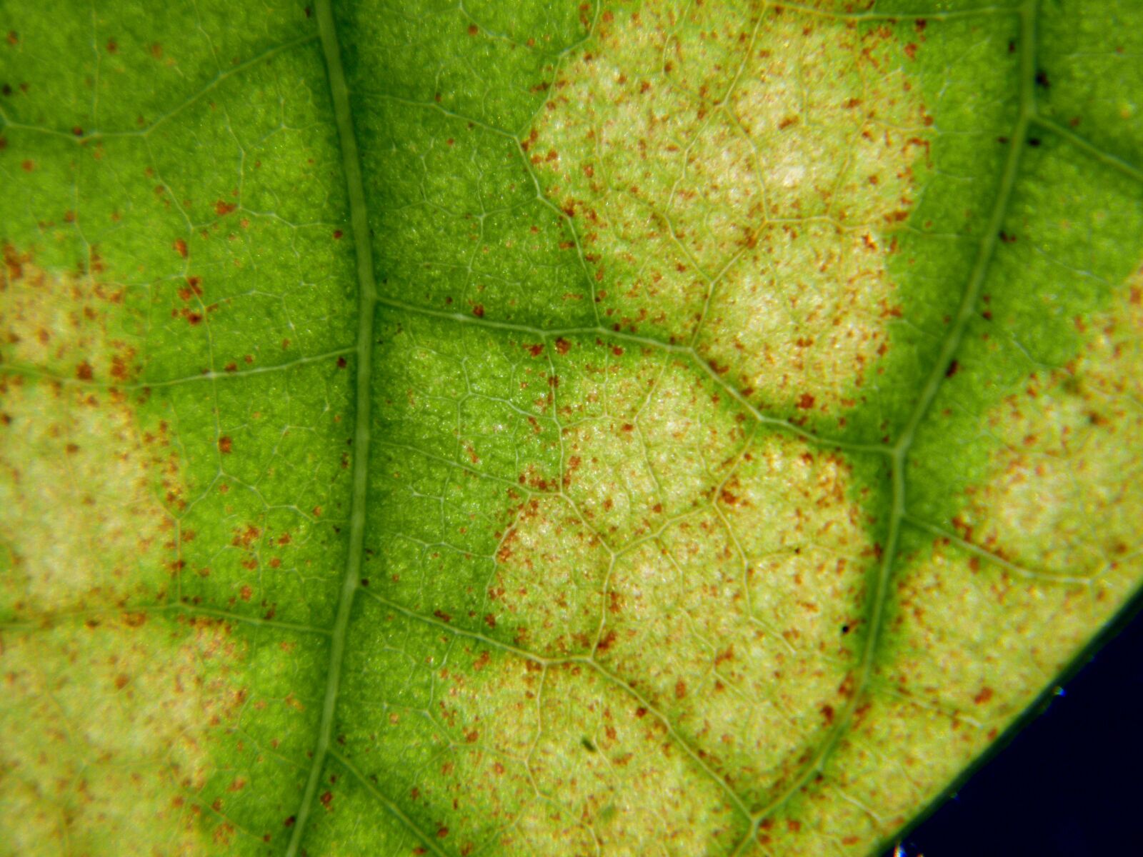 Olympus SP600UZ sample photo. Leaf, translucent, macro photography