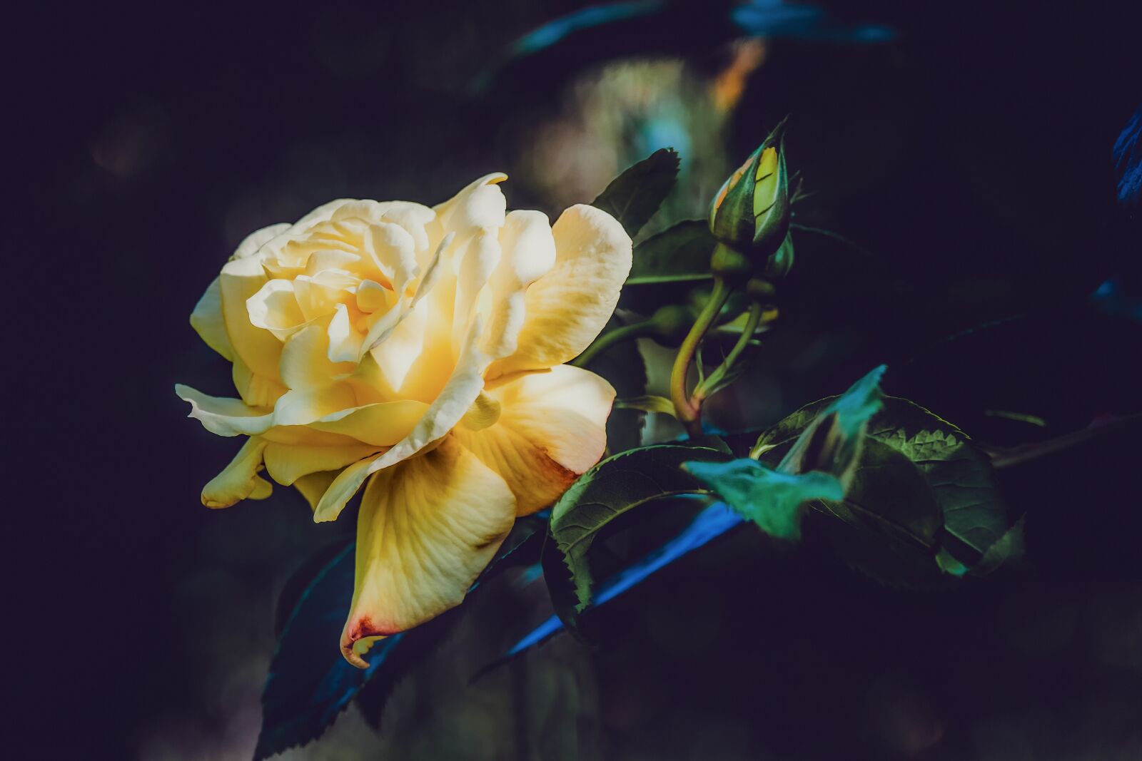 Fujifilm XF 55-200mm F3.5-4.8 R LM OIS sample photo. Rose, blooms, yellow photography