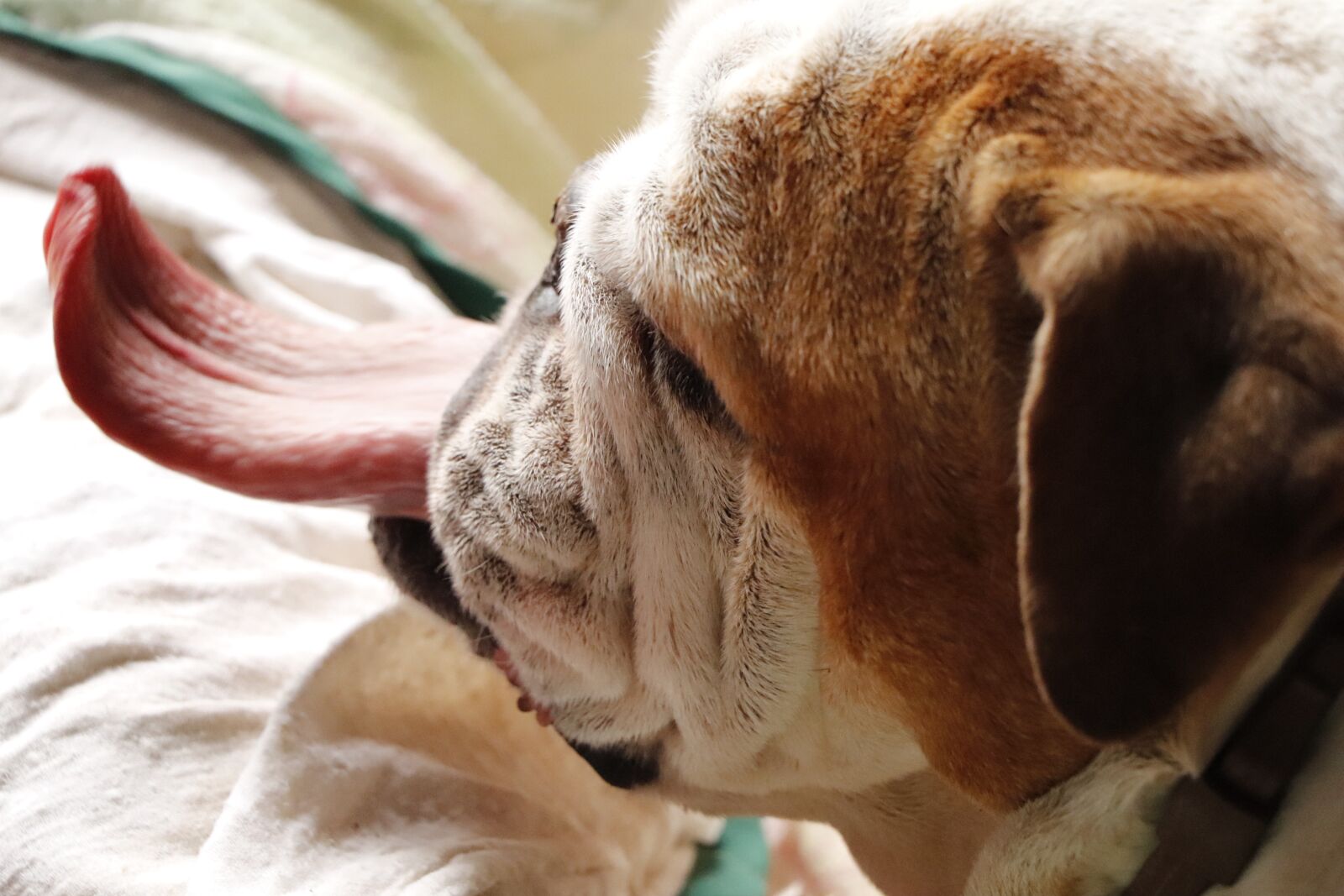 Canon EOS 77D (EOS 9000D / EOS 770D) sample photo. Bulldogs, pets, dog photography