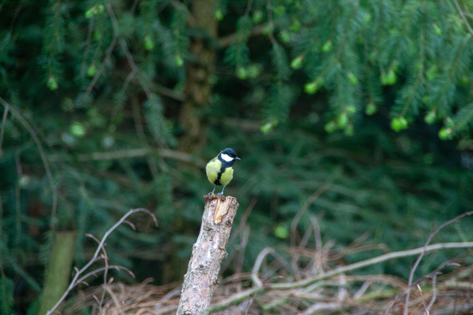 Canon EOS 400D (EOS Digital Rebel XTi / EOS Kiss Digital X) sample photo. Bird, wild, animel photography
