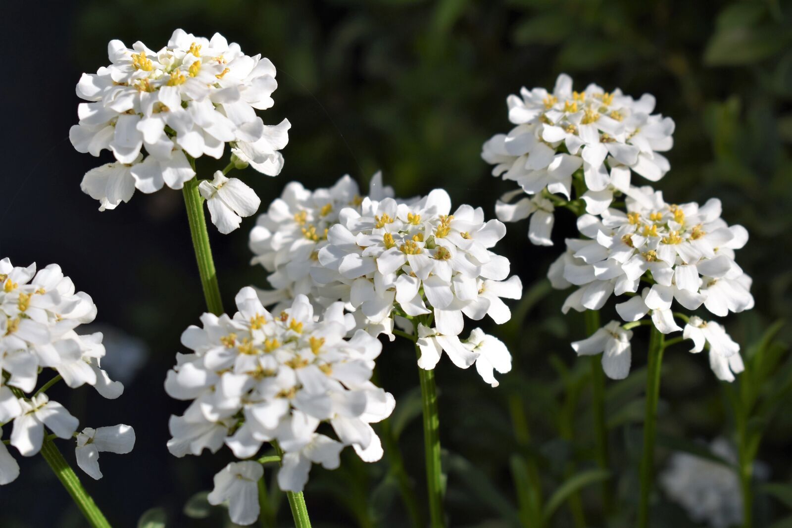 Nikon D5500 sample photo. Flower, white, bloom photography