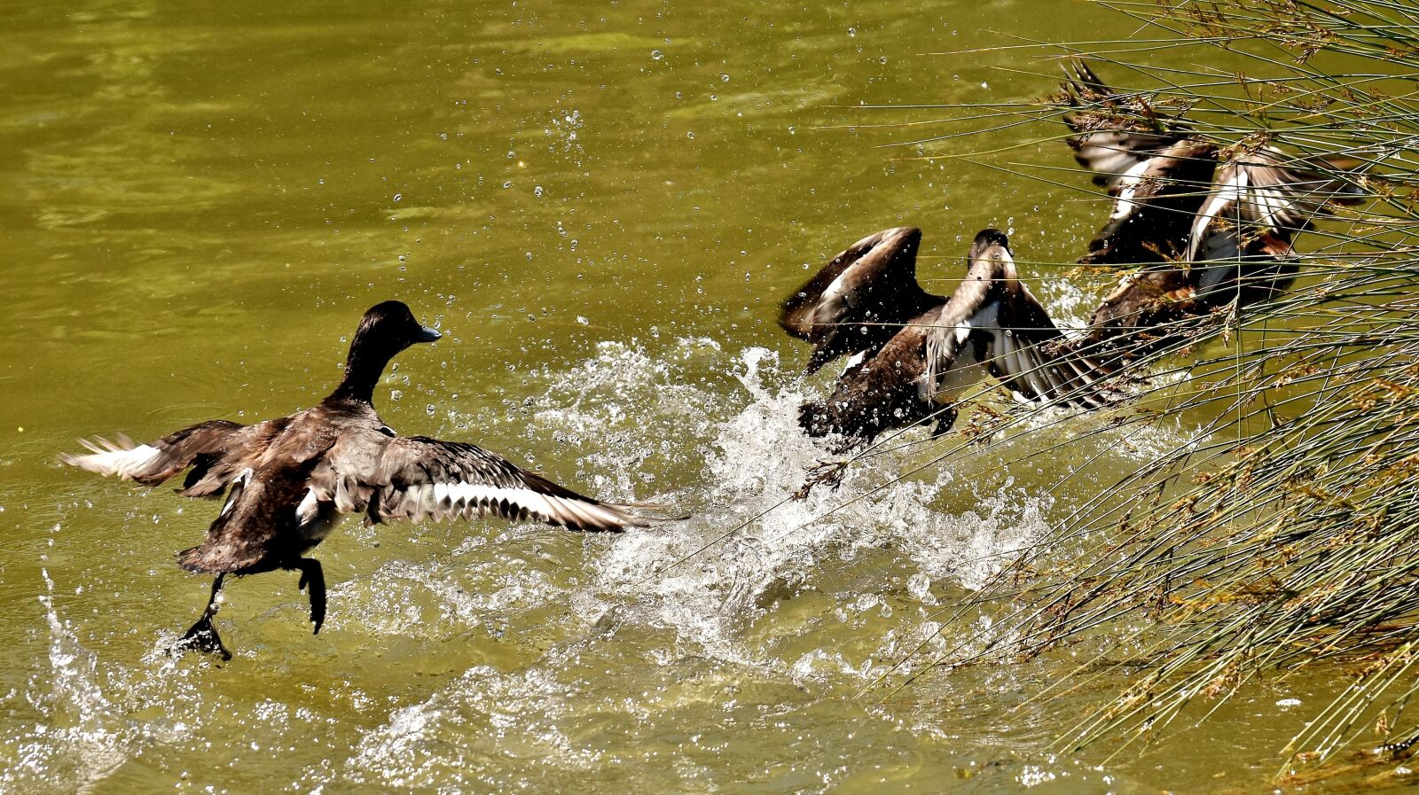 Nikon D7200 sample photo. Tufted duck, ducks, play photography