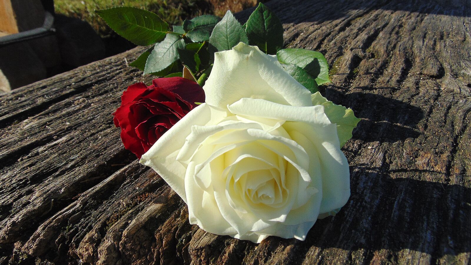 Sony Cyber-shot DSC-H300 sample photo. Roses, red, white photography