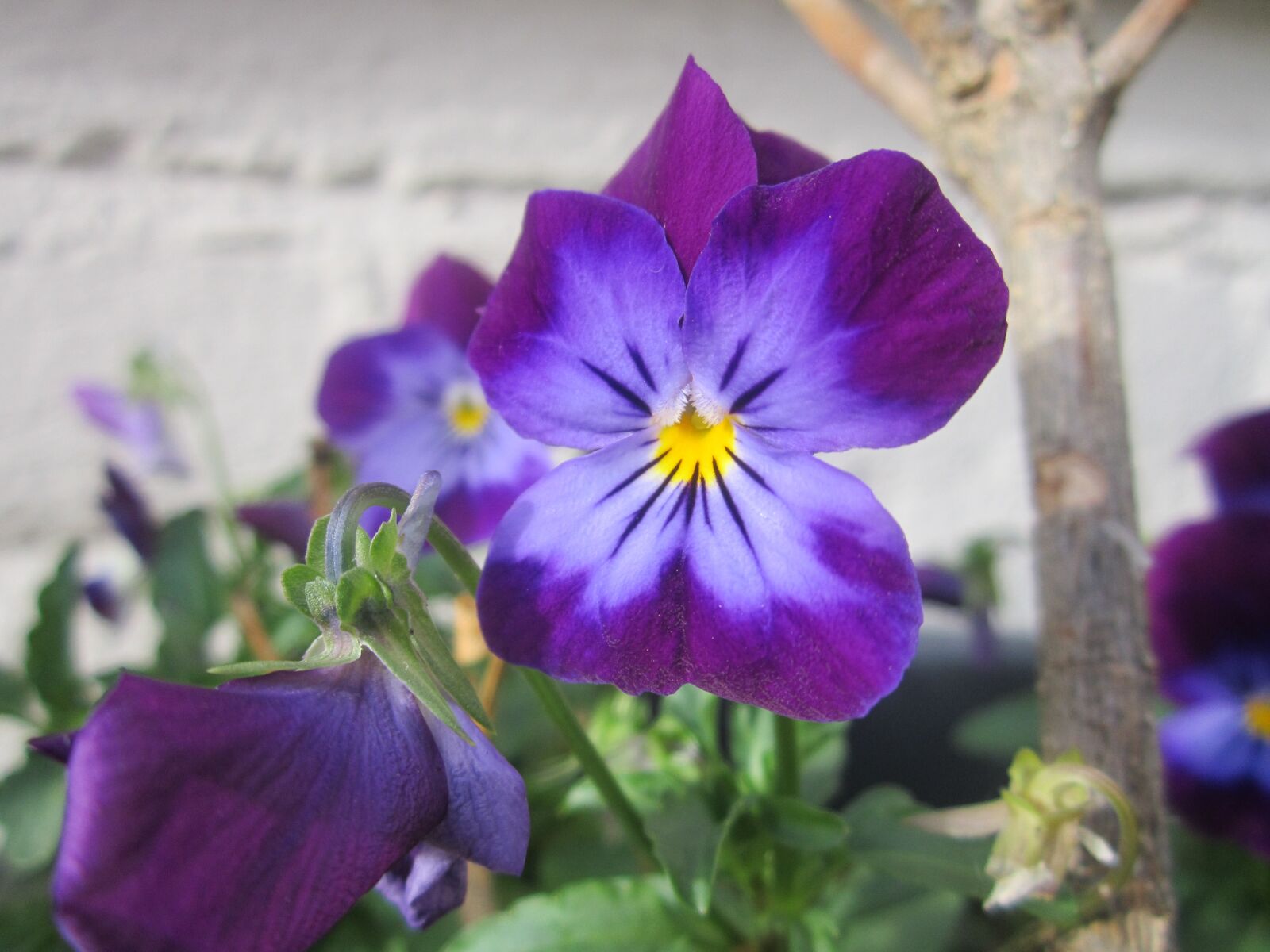 Canon PowerShot A2200 sample photo. Pansy, purple, purple flowers photography