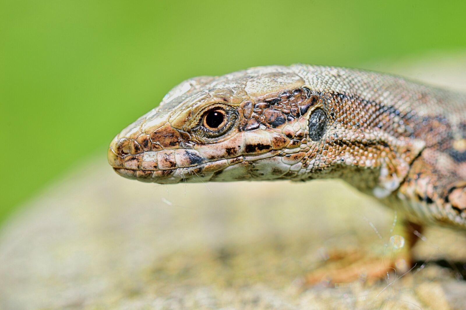 Nikon D5300 sample photo. Nature, lizard, reptile photography