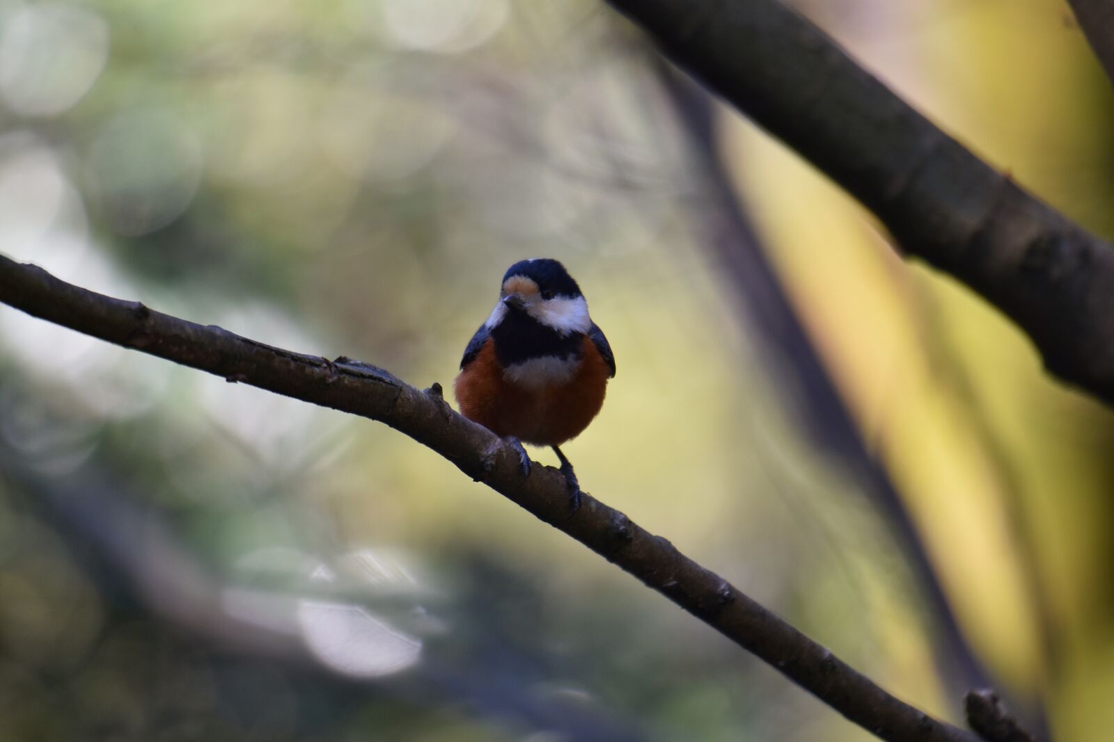 Nikon D7200 sample photo. Animal, forest, wood photography