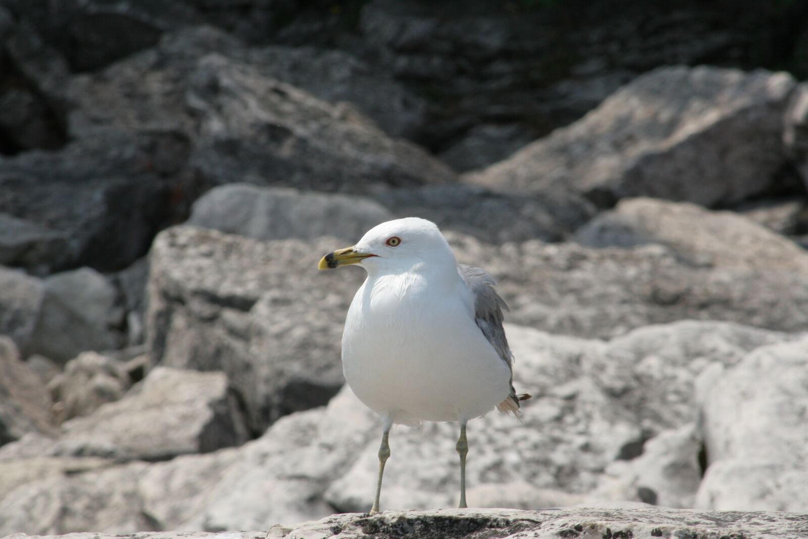 Canon EOS 20D sample photo. Seagull, stand, bird photography