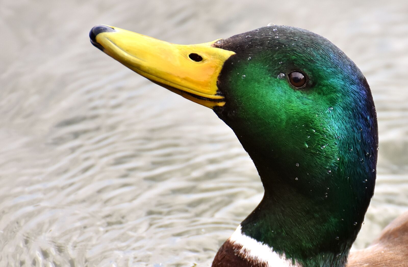 Nikon D7200 sample photo. Duck, mallard, drake photography
