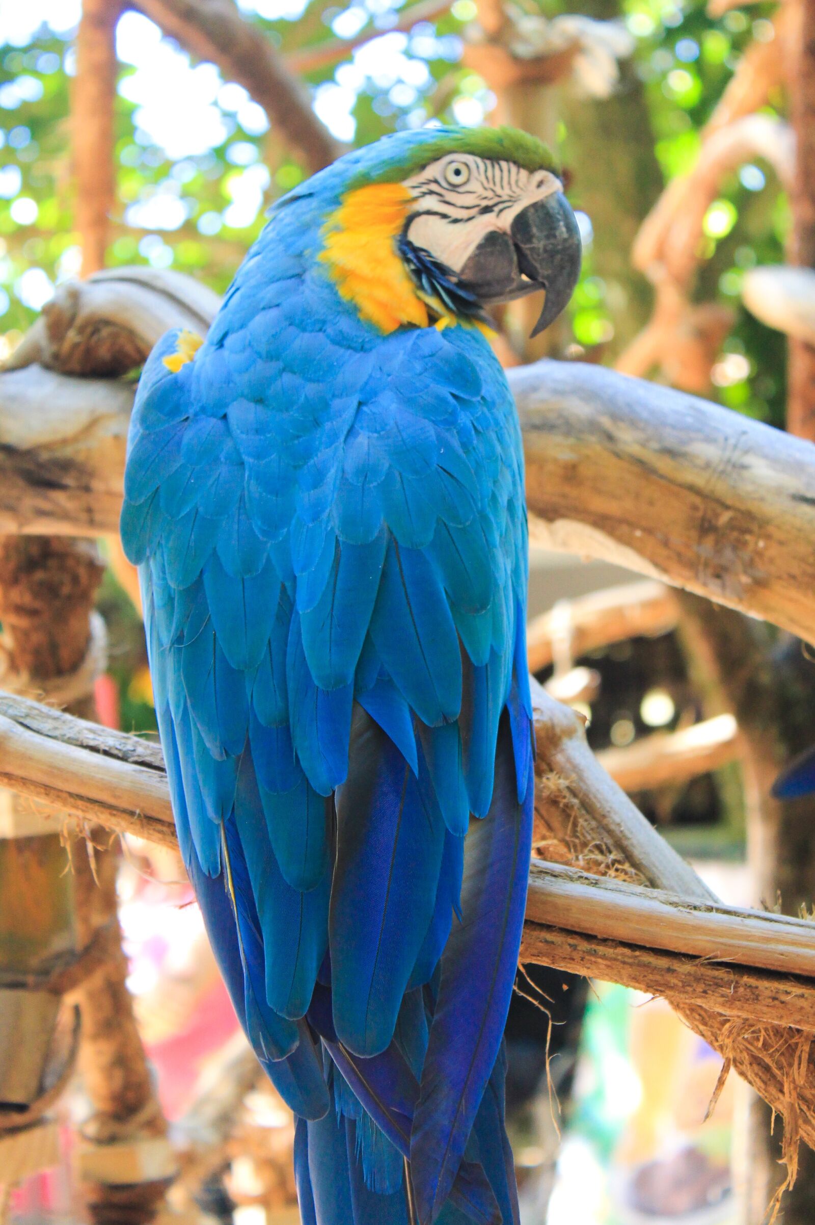 Canon EOS 1100D (EOS Rebel T3 / EOS Kiss X50) sample photo. Arara, bird, brazilian fauna photography