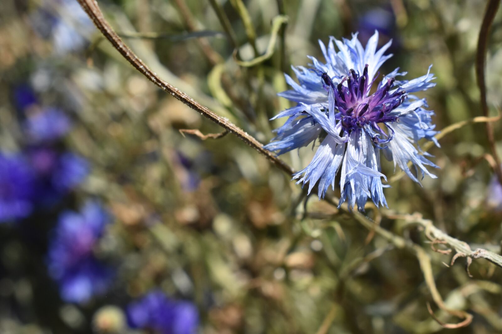 Nikon D3400 sample photo. Blue, flower, macro photography