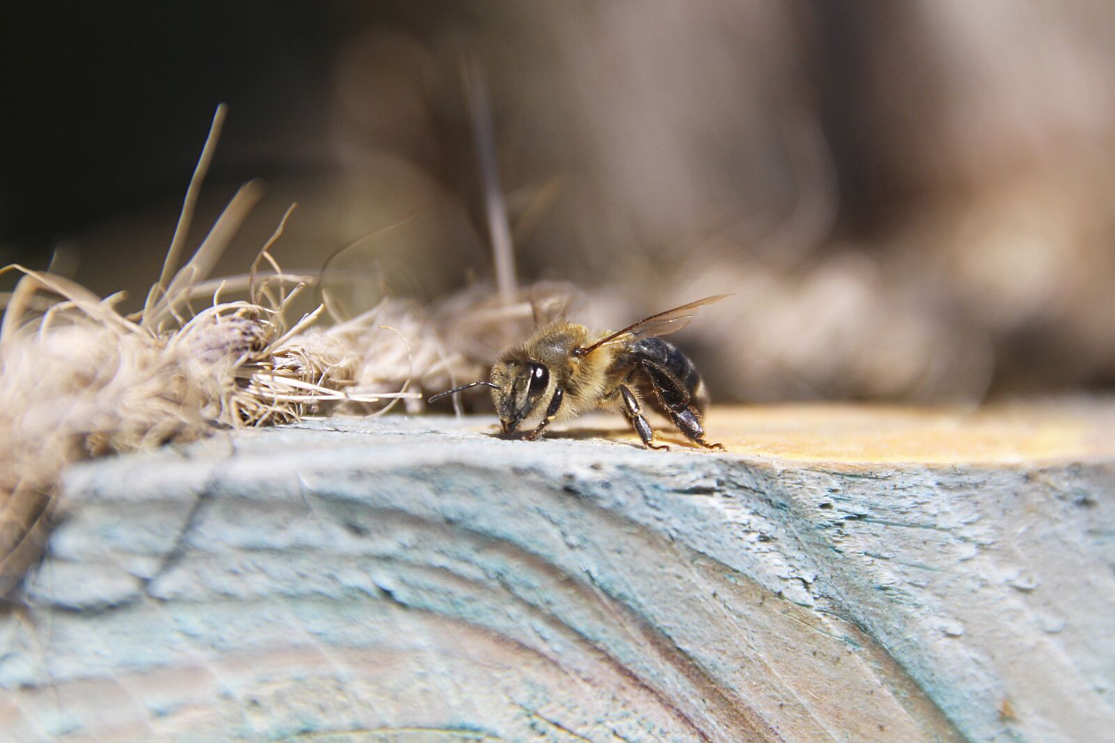 Canon EOS 700D (EOS Rebel T5i / EOS Kiss X7i) sample photo. Bee, animal, insect photography