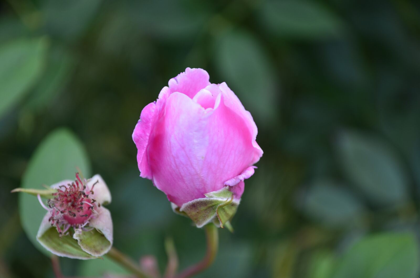 Nikon D5100 sample photo. Floral, nature, rose photography