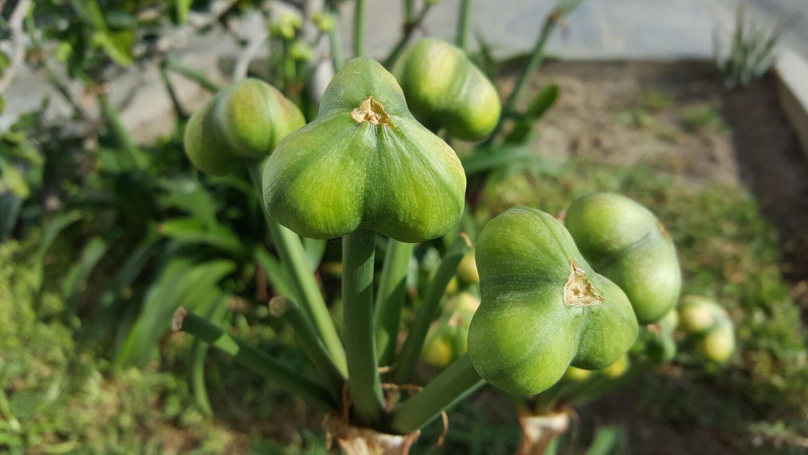 Samsung GALAXY S6 edge sample photo. Food, nature, fruit photography