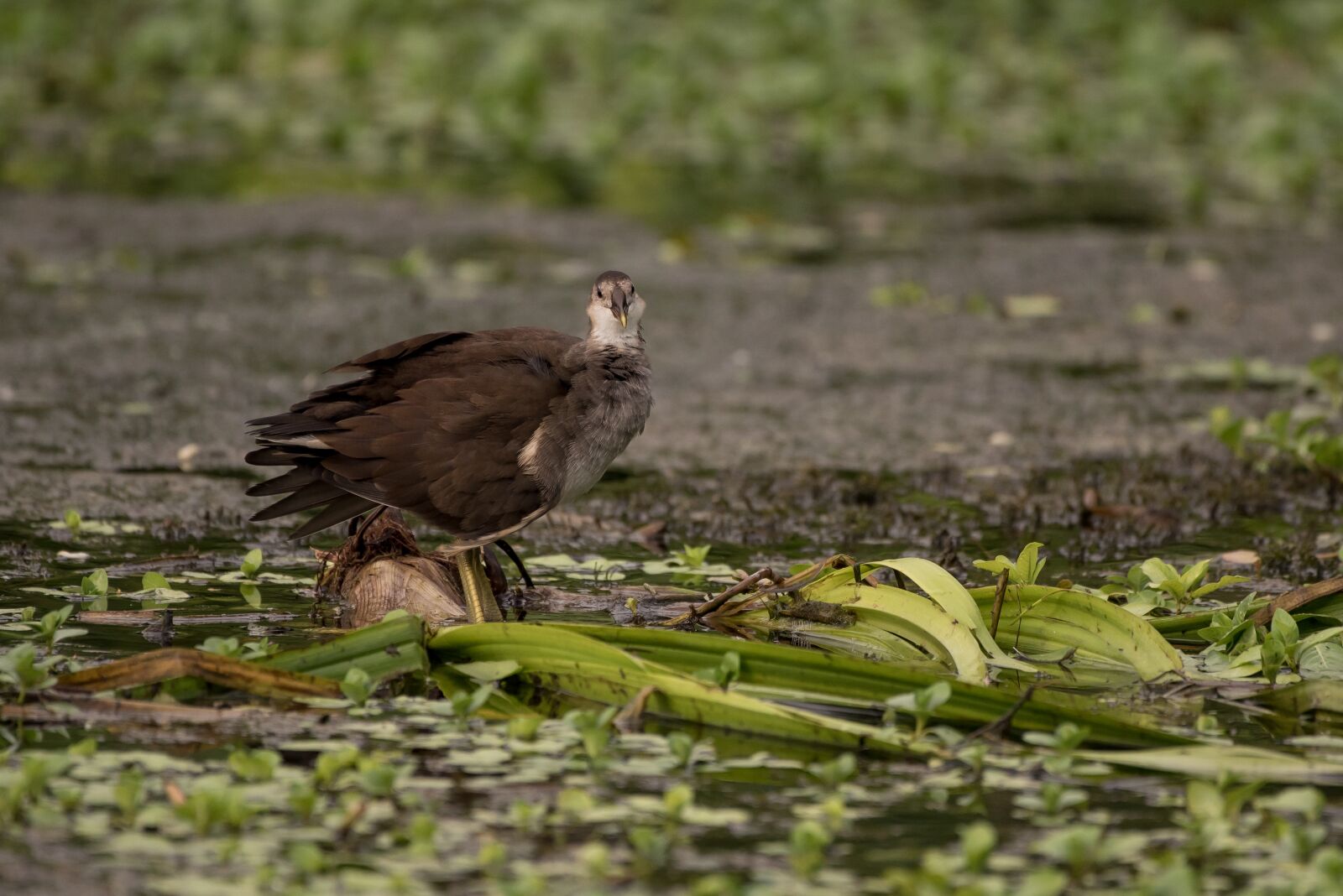 Nikon D750 sample photo. Water hen, bird, lake photography