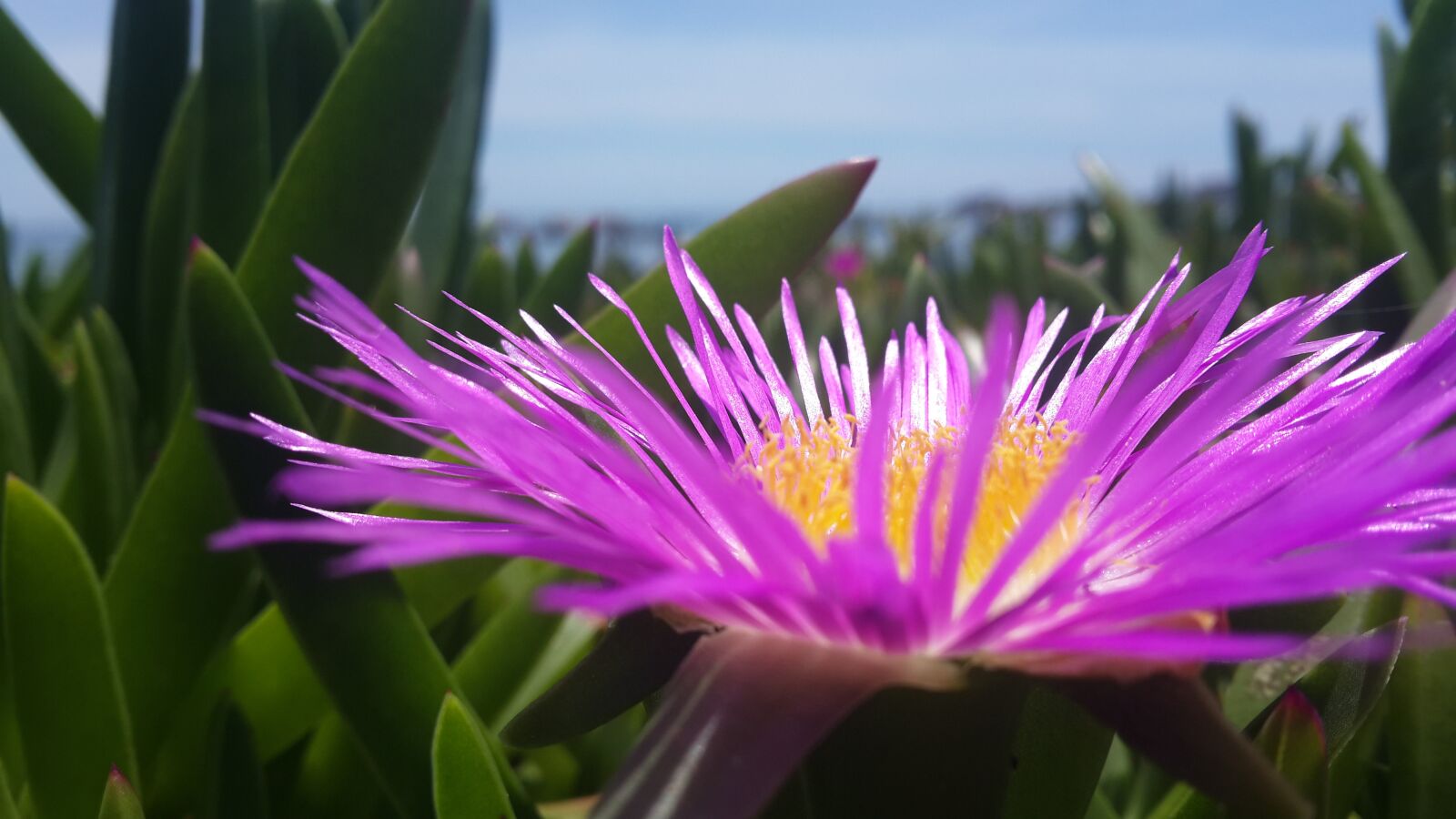 Samsung Galaxy S4 sample photo. Flower, wonder, beach photography