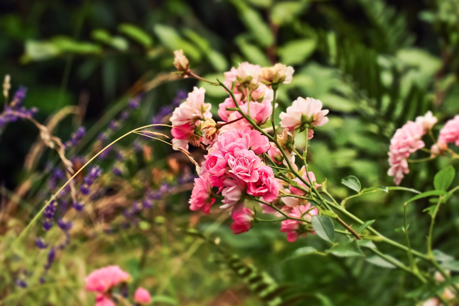 Olympus OM-D E-M10 sample photo. Roses, flowers, blossom photography