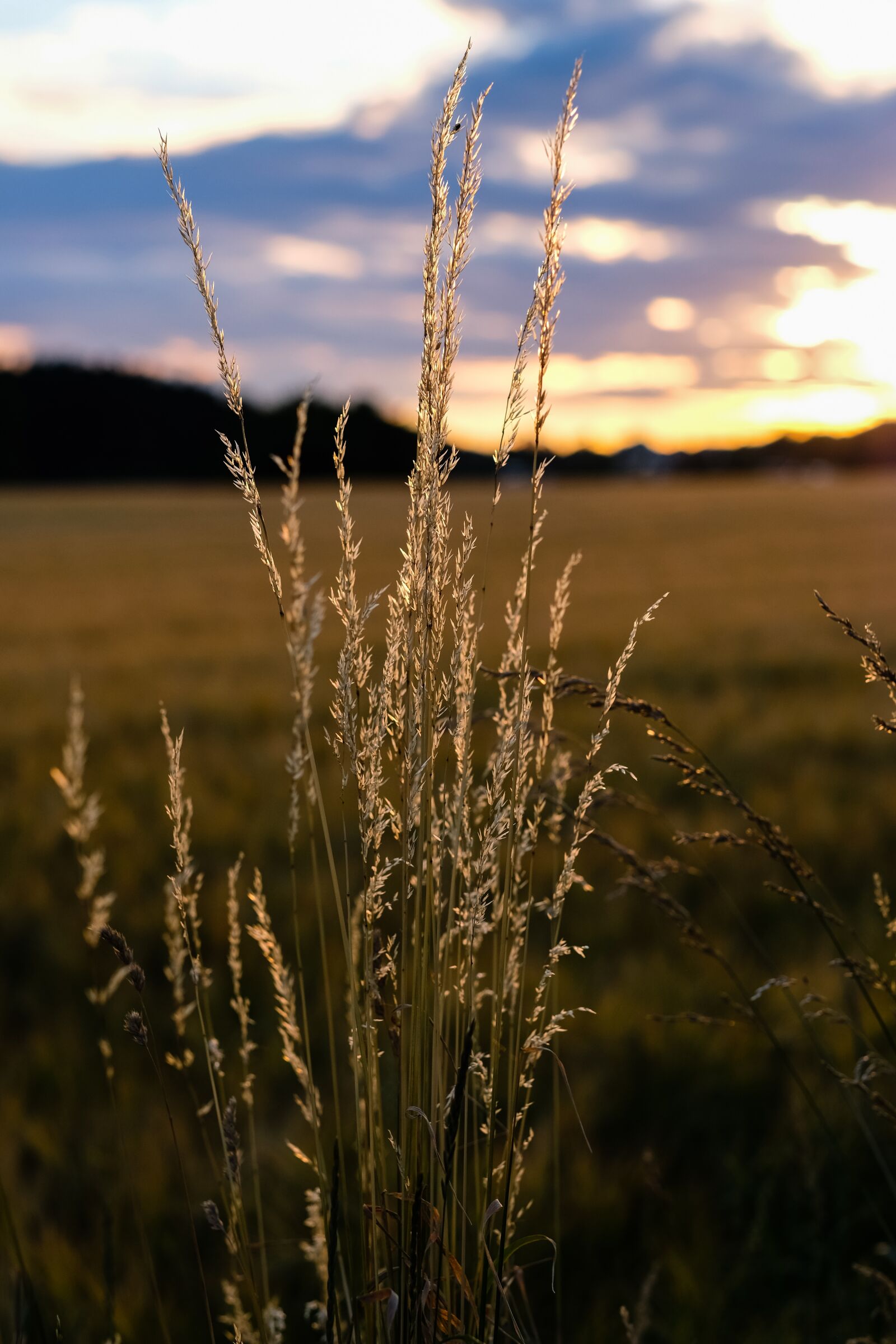 Fujifilm X-T2 + Fujifilm XF 56mm F1.2 R sample photo. Nature, waters, grass photography