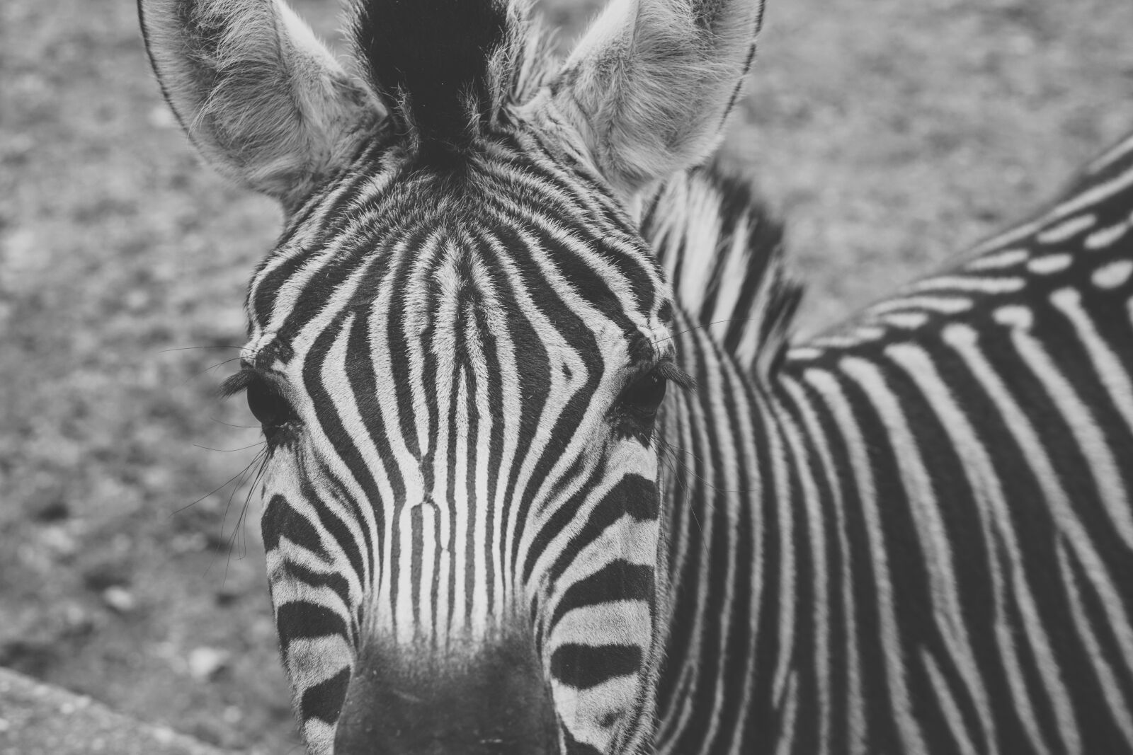 E 50mm F1.8 OSS sample photo. Zebra, captivity, black and photography