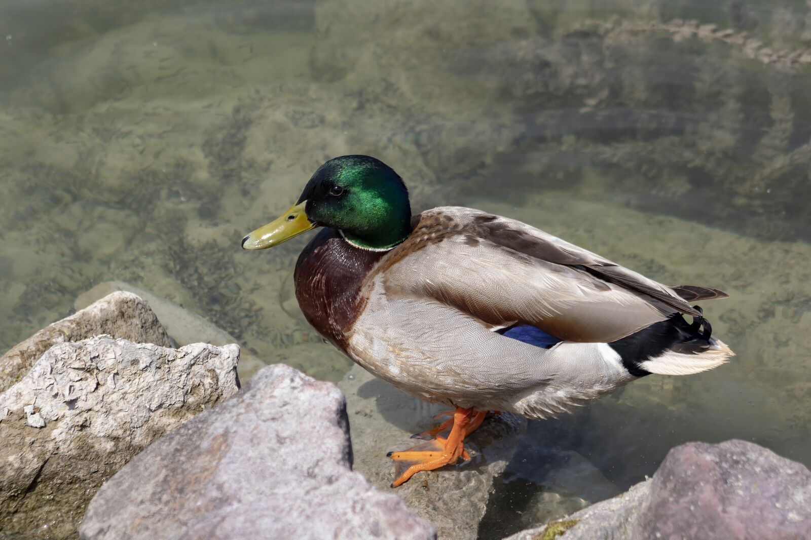 Canon EF75-300mm f/4-5.6 sample photo. Wild ducks, teal, duck photography