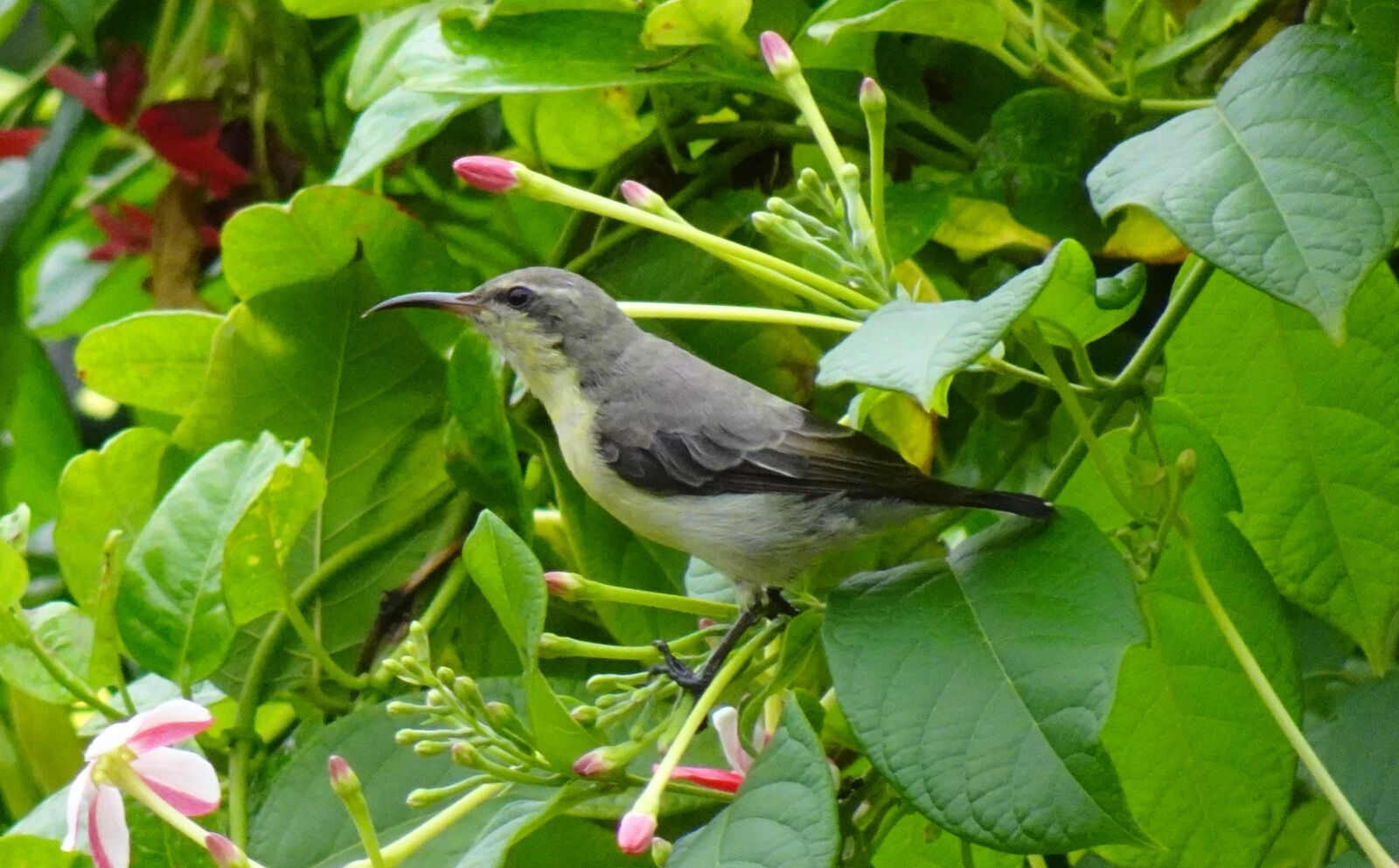 Sony DSC-WX800 sample photo. Bird, purple sunbird, cinnyris photography