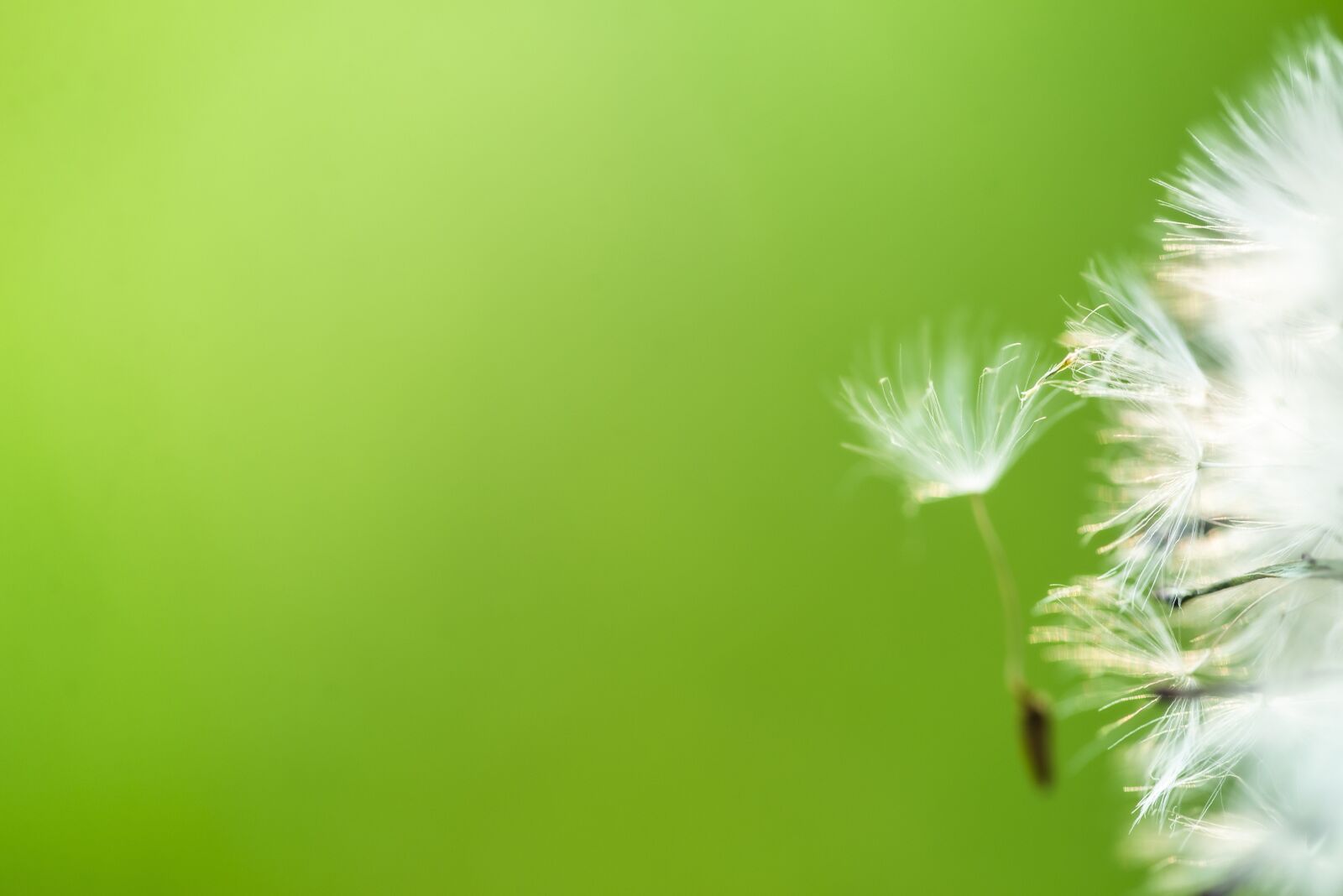 Nikon D600 sample photo. Green, dandelion, fluff photography