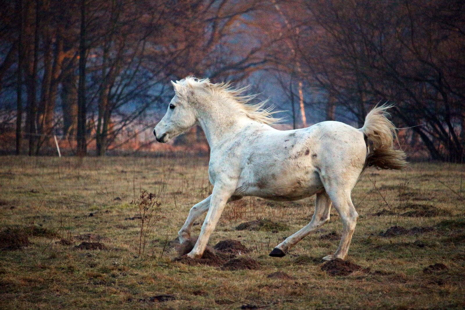 Canon EOS 100D (EOS Rebel SL1 / EOS Kiss X7) sample photo. Horse, mold, gallop photography