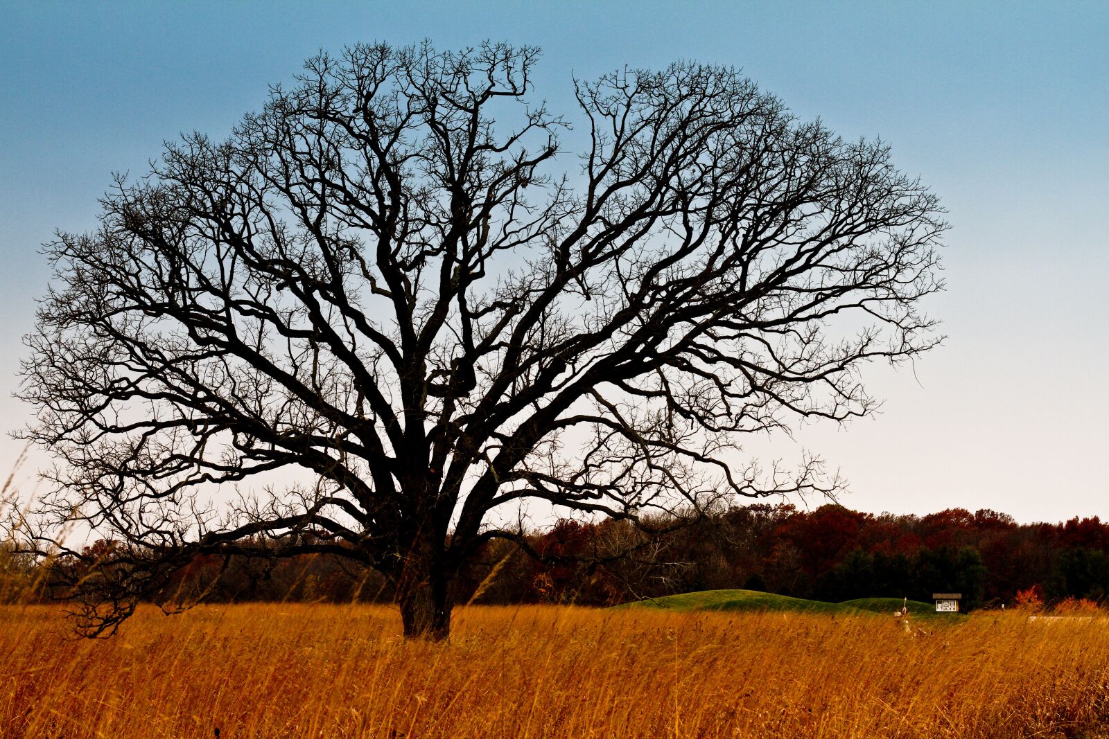 Canon EOS 7D + Canon EF 50mm F1.4 USM sample photo. Tree, meadow, landscape photography