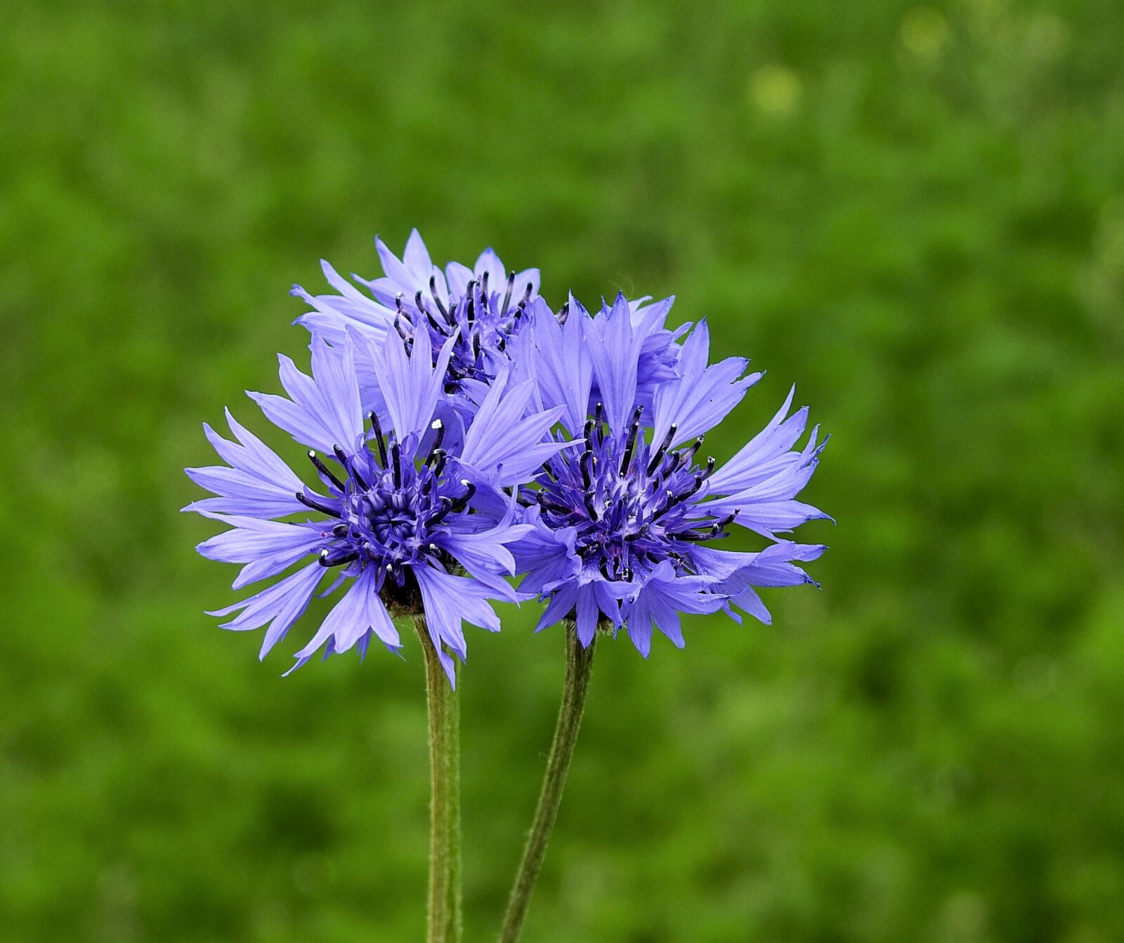 Nikon Coolpix P900 sample photo. Flower, cornflower, wildflowers photography