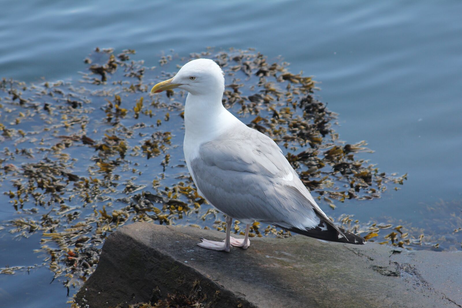 Canon EOS 60D sample photo. Seagull, bird, ocean photography