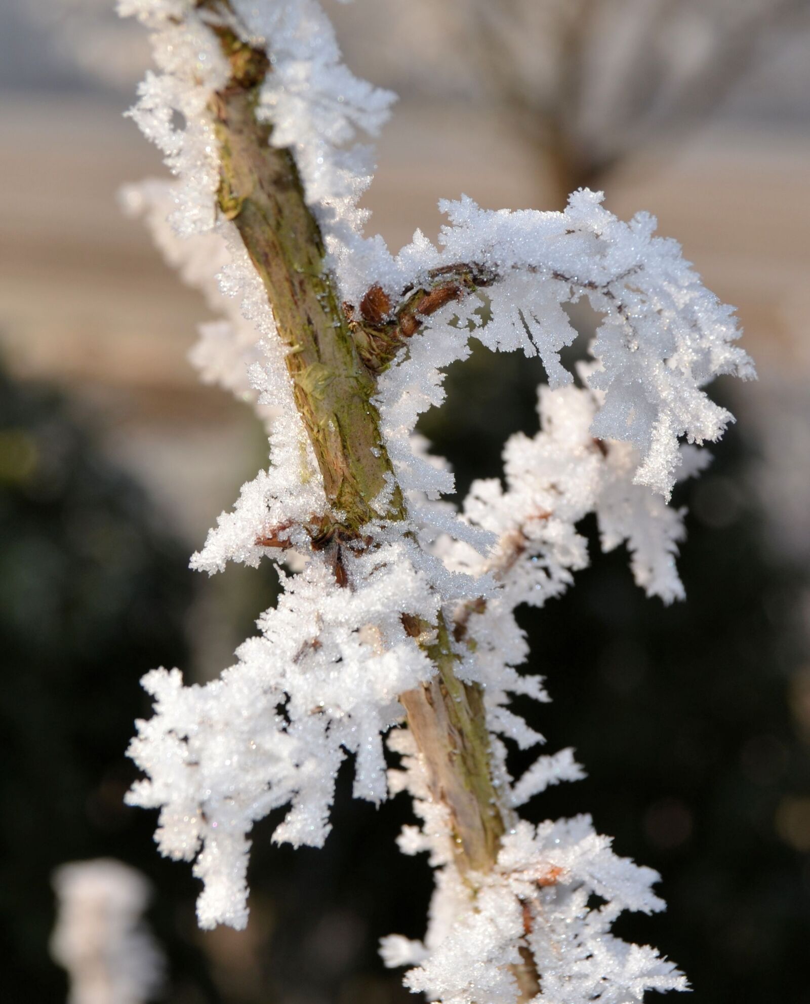 Nikon D3100 sample photo. Winter, frost, plant photography