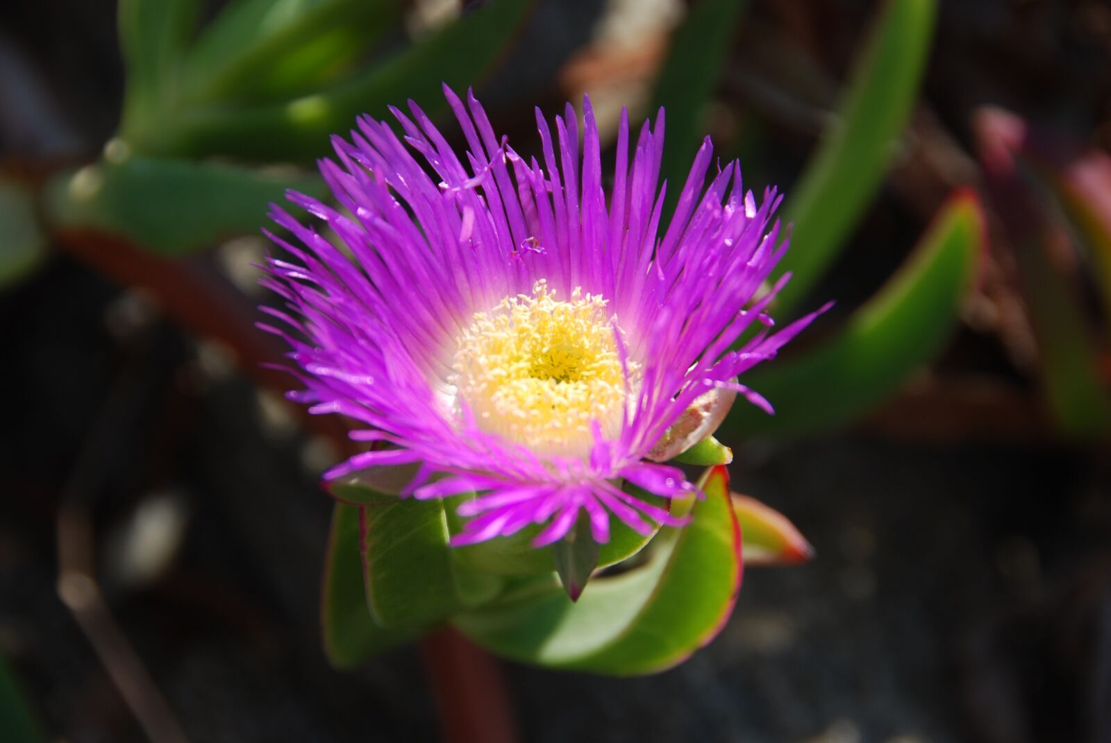 Nikon D80 sample photo. Flower, violet, yellow photography
