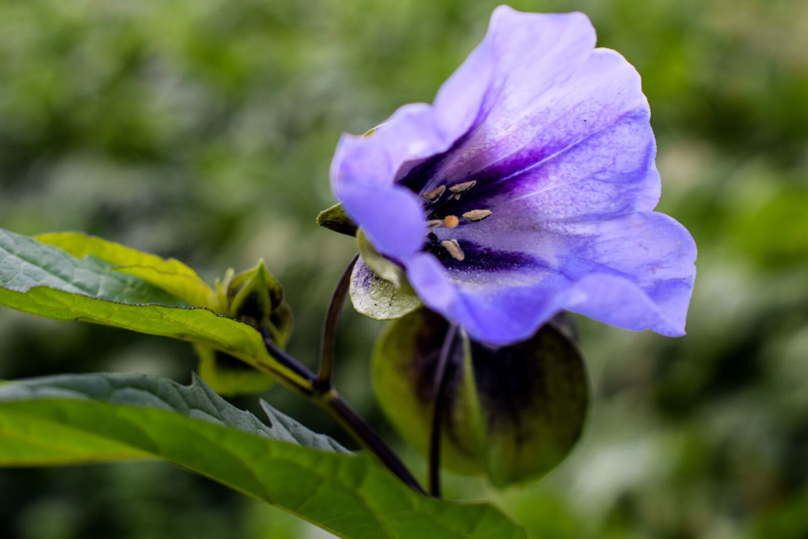 Nikon D3300 sample photo. Flower, purple, blossom photography
