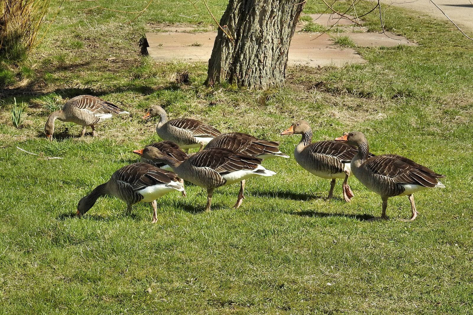 Nikon Coolpix P900 sample photo. Wild geese, grey geese photography