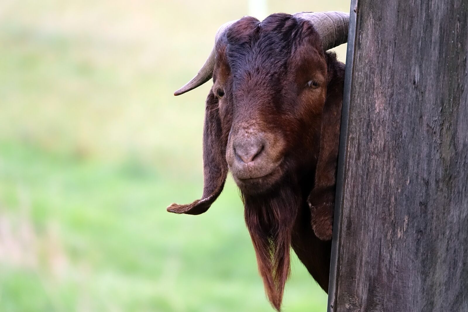 Sony Cyber-shot DSC-RX10 III sample photo. Goat, billy goat, horns photography
