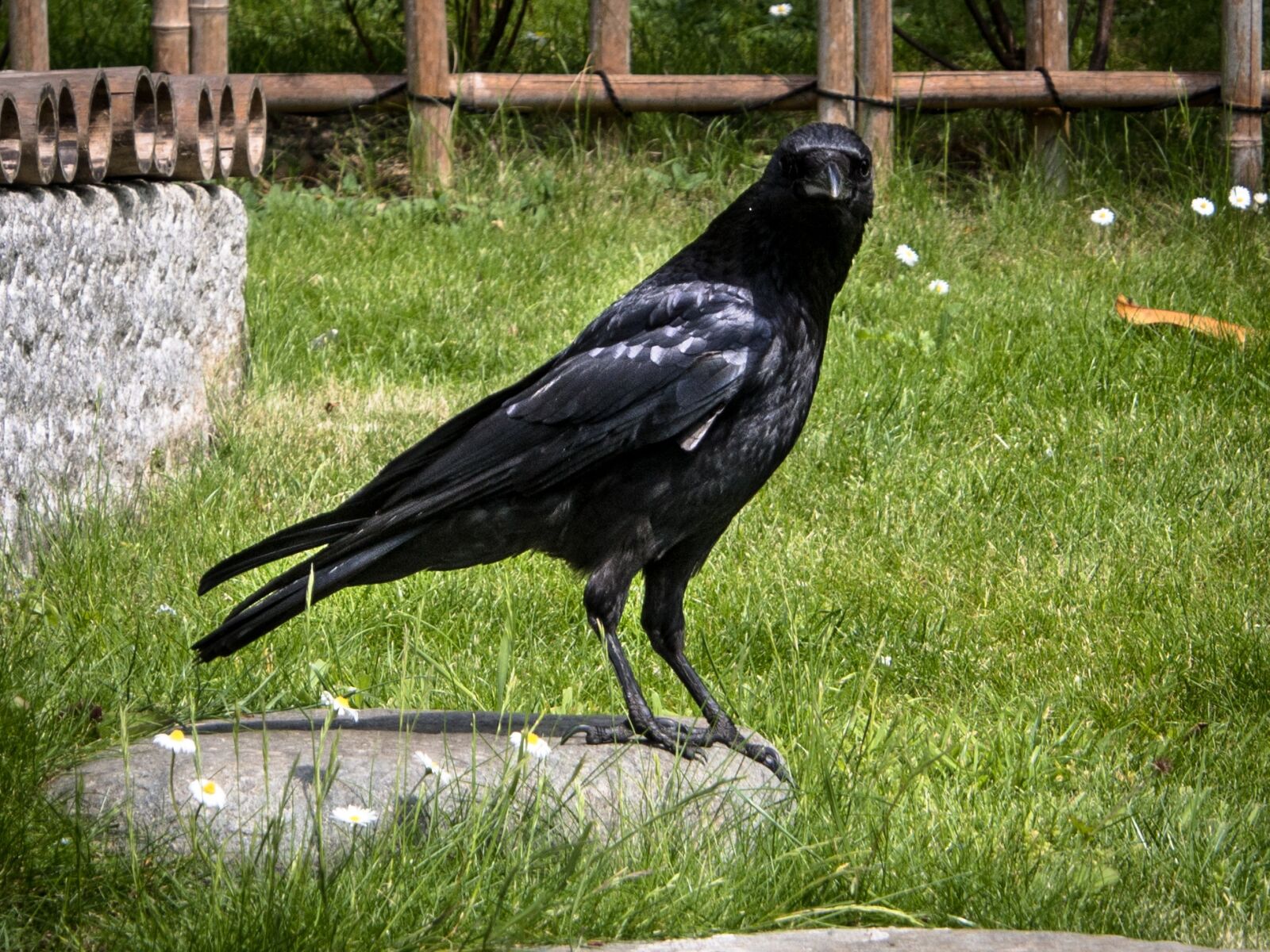 Olympus OM-D E-M5 sample photo. Crow, bird, black photography