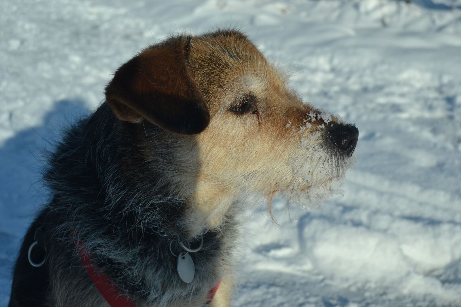 Nikon D3100 sample photo. Dog, snow, cold photography