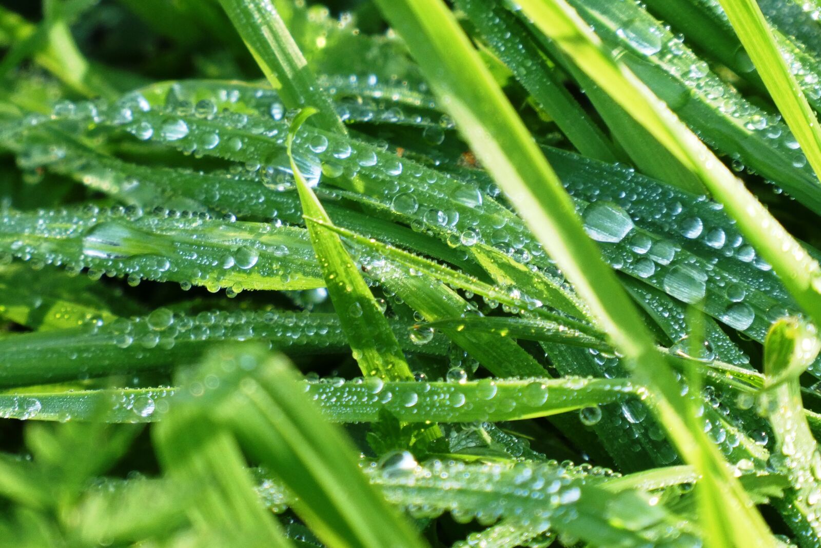 Panasonic Lumix DC-ZS70 (Lumix DC-TZ90) sample photo. Grass, dew, water drops photography