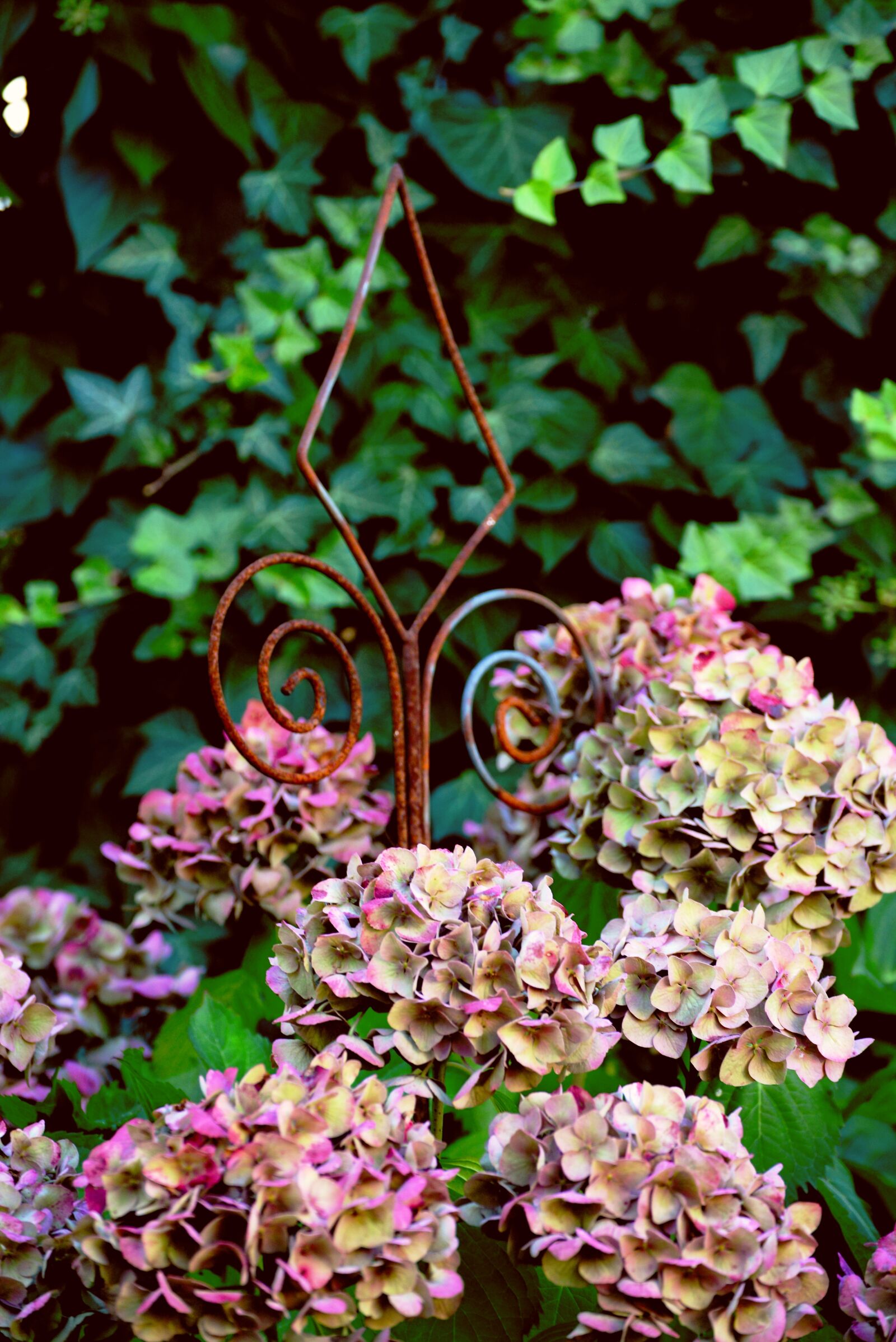 Nikon D610 sample photo. Hydrangeas, withered, wilting flowers photography