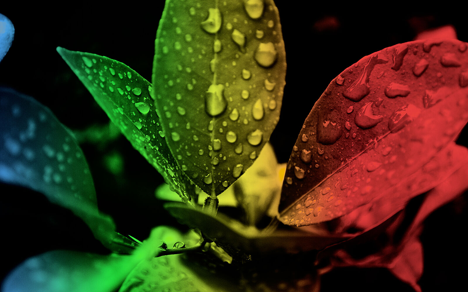 Nikon D3000 sample photo. Red, green, and, black photography