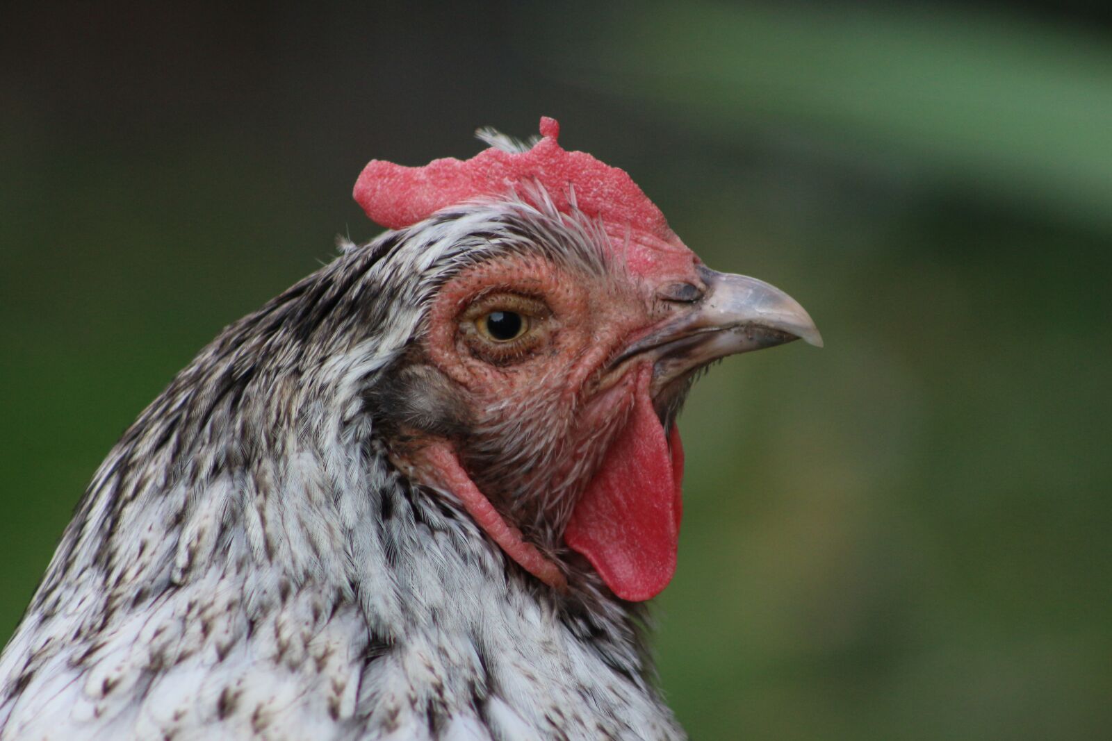 Canon EOS 700D (EOS Rebel T5i / EOS Kiss X7i) sample photo. Chicken, hen, poultry photography