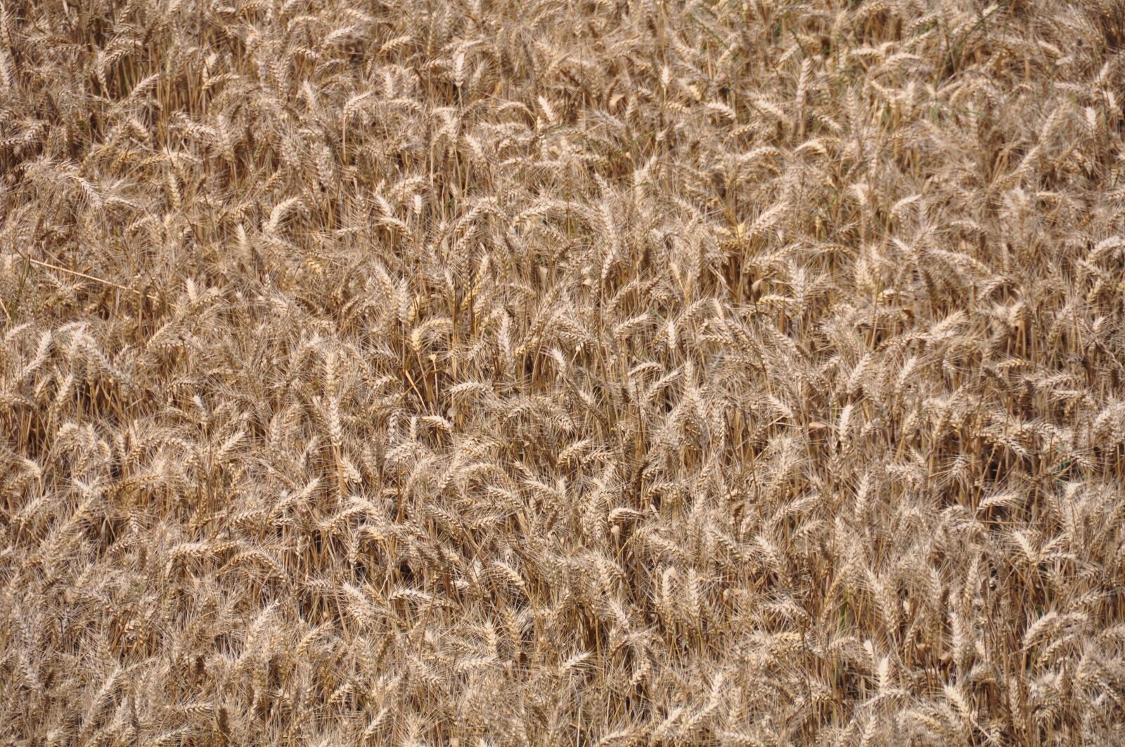 Nikon D90 sample photo. Wheat, crop, agriculture photography