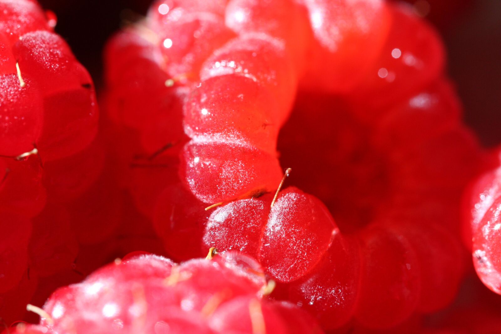 Canon EOS 40D sample photo. Raspberry, macro, vitamin photography