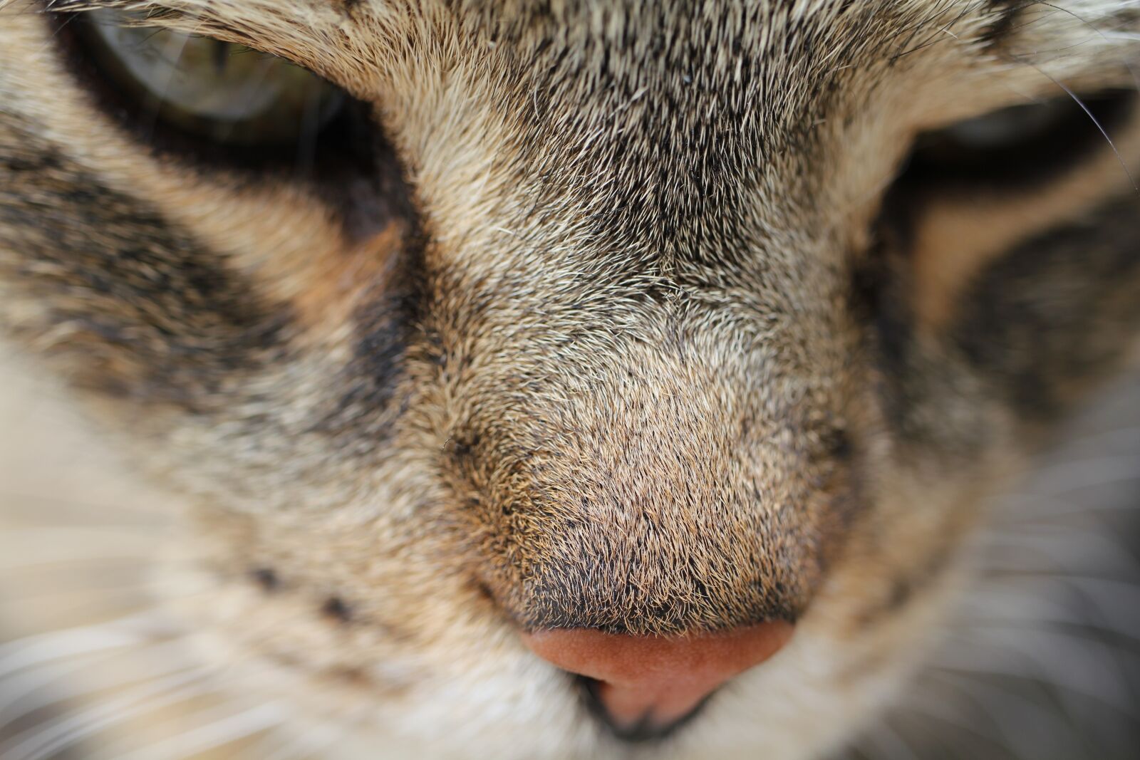 Canon EOS 550D (EOS Rebel T2i / EOS Kiss X4) sample photo. Cat, face, close up photography