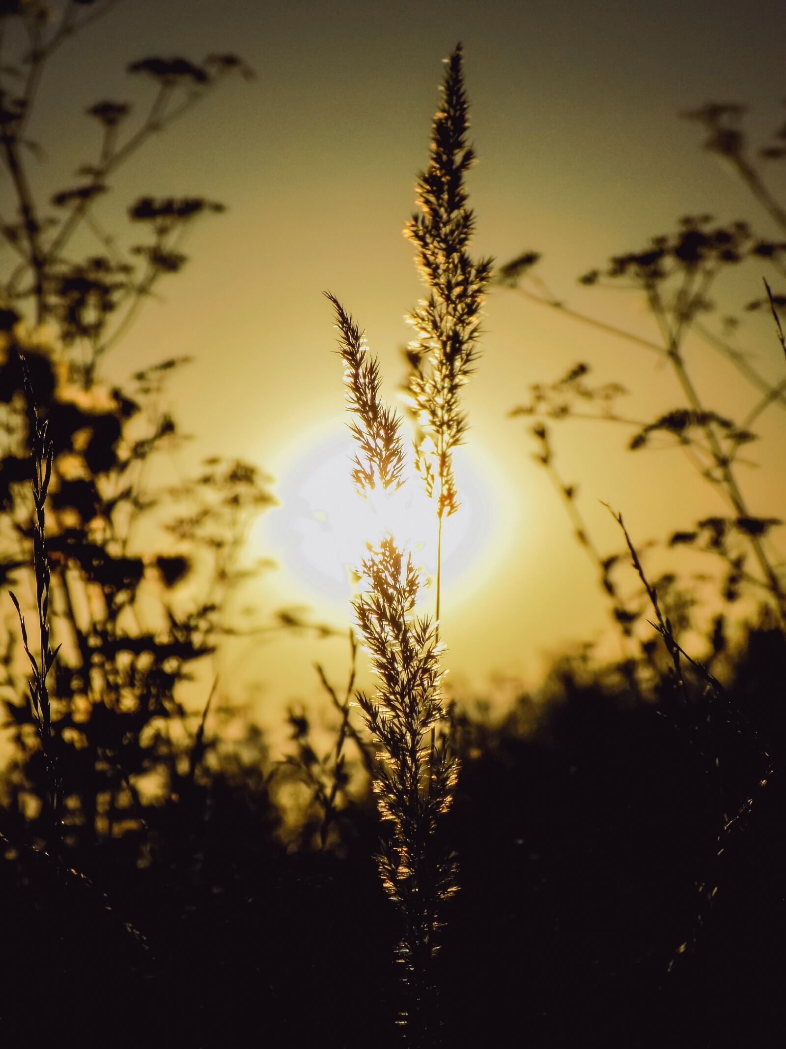 Nikon COOLPIX L330 sample photo. Sunset, the spike in photography