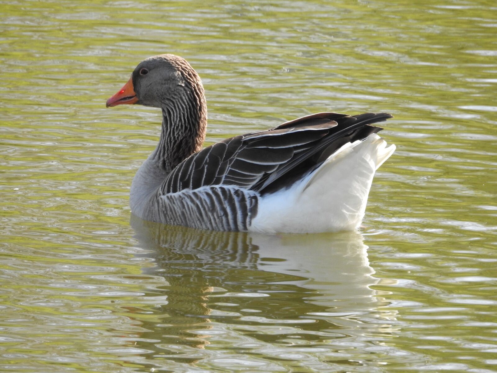 Nikon Coolpix P900 sample photo. Duck, water bird, plumage photography