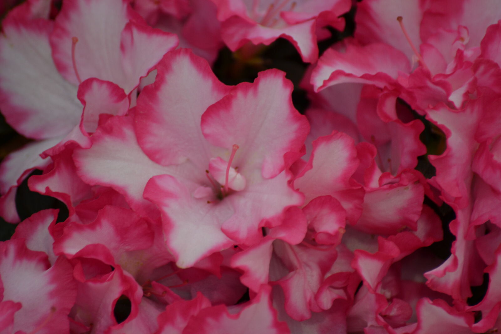 Nikon D3100 sample photo. Bloom, flowering, flowers, pink photography