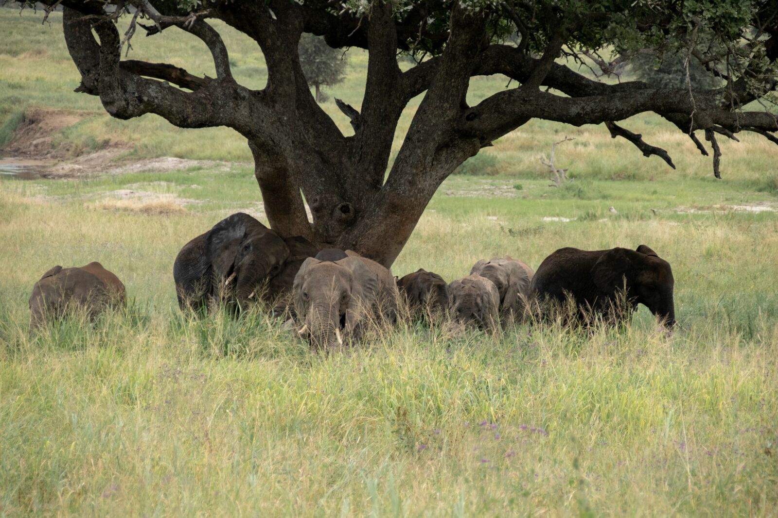 Canon EOS 200D (EOS Rebel SL2 / EOS Kiss X9) sample photo. Elephant, tree, serengeti photography