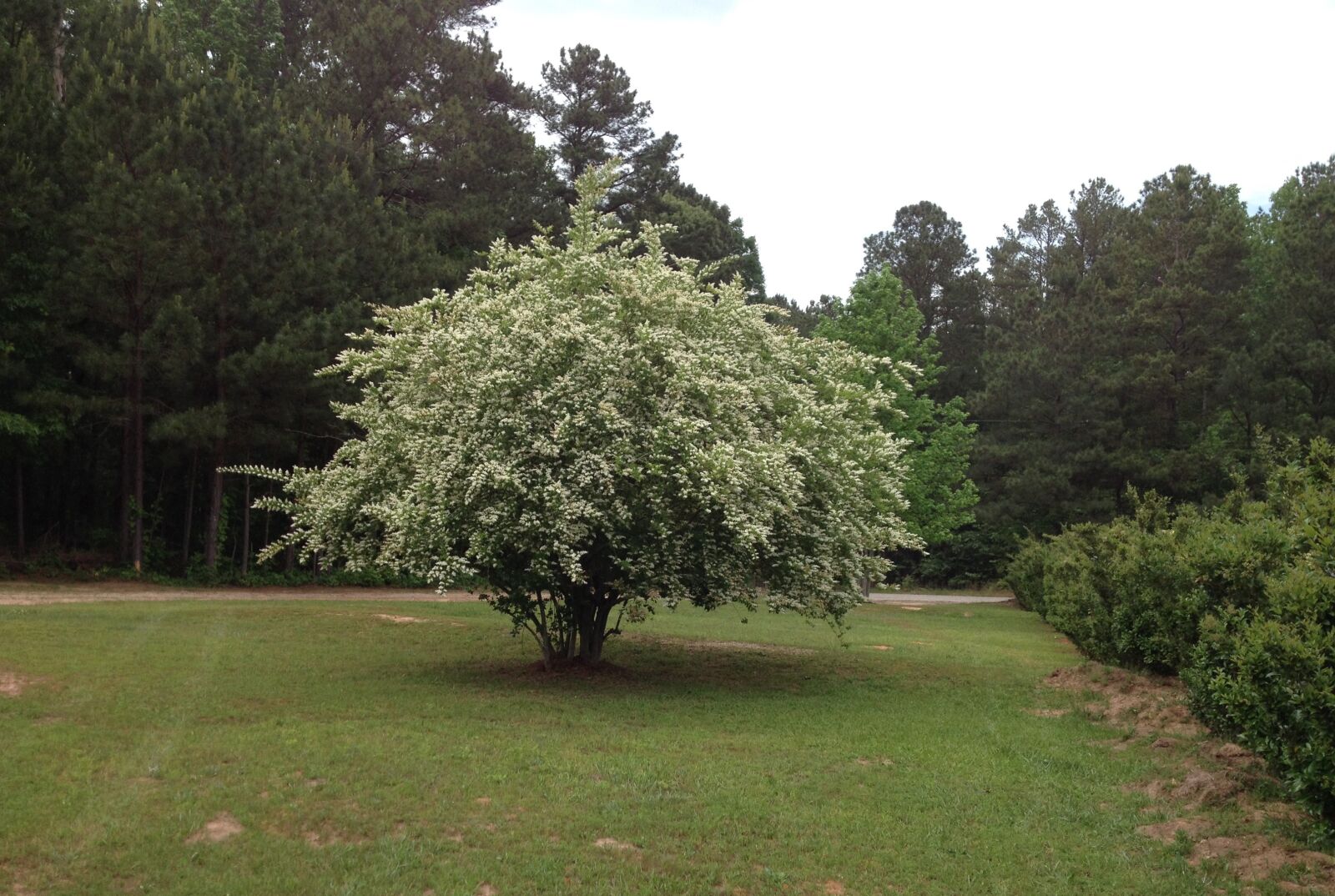 iPhone 4S back camera 4.28mm f/2.4 sample photo. Tree, flowering, spring photography