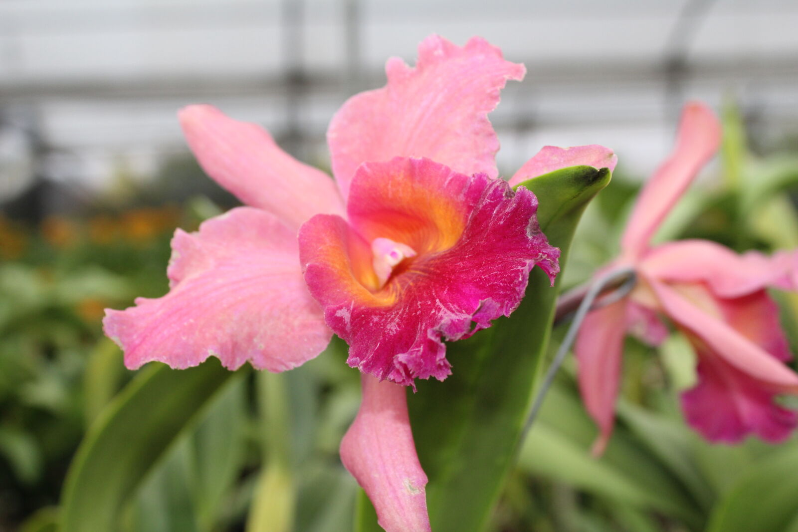Canon EOS 1300D (EOS Rebel T6 / EOS Kiss X80) sample photo. Flower, fucsia, orchid, purple photography