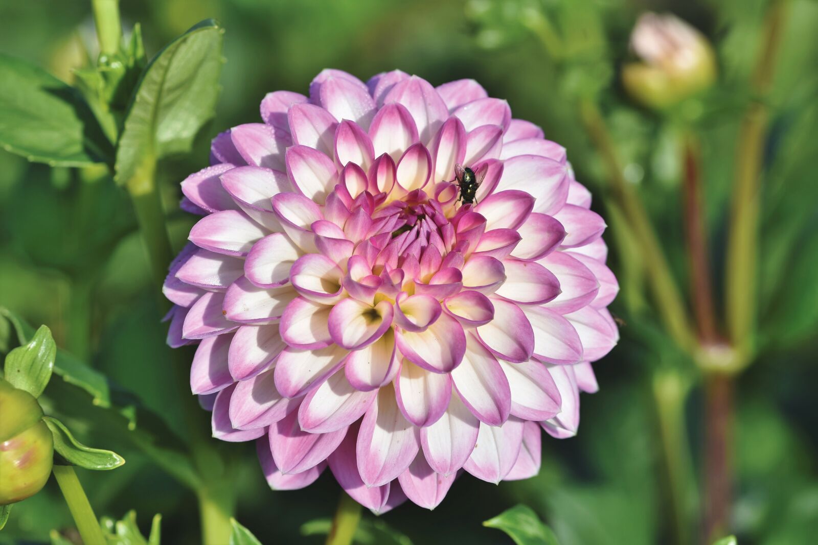 Nikon D7200 sample photo. Dahlia, dahlias bud, flower photography